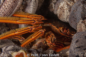 A bit crowded. Not enough space for 2 crabs by Peet J Van Eeden 